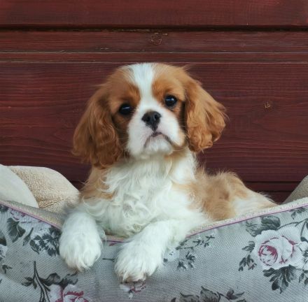 Cavalier-Hündin mit Stammbaum zu verkaufen!