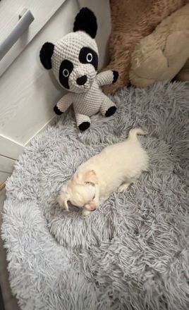 Chihuahua welpen abzugeben