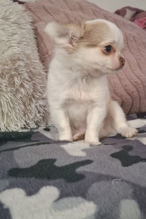 Chihuahua welpen abzugeben
