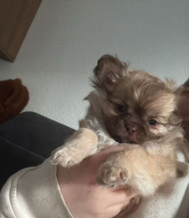 Chihuahua welpen abzugeben