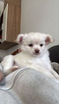 Chihuahua welpen abzugeben