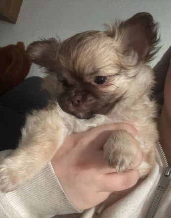 Chihuahua welpen abzugeben