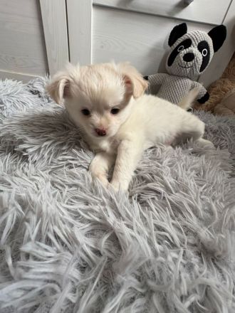 Chihuahua welpen abzugeben