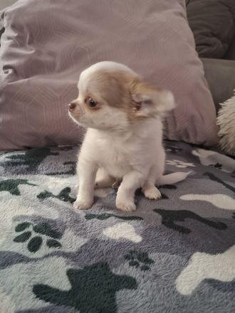 Chihuahua welpen abzugeben