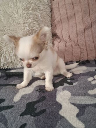 Chihuahua welpen abzugeben