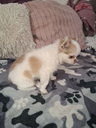 Chihuahua welpen abzugeben