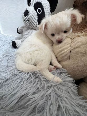 Chihuahua welpen abzugeben