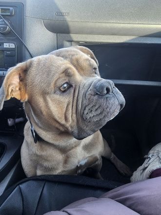 Old englisch Bulldog Rüde mit Ahnentafel