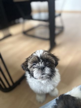 Shih Tzu Welpen