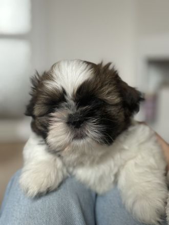 Shih Tzu Welpen