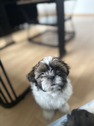 Shih Tzu Welpen