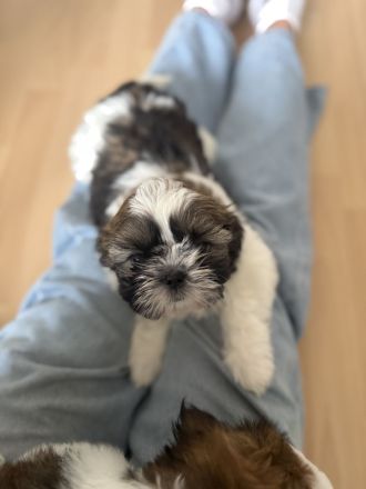 Shih Tzu Welpen