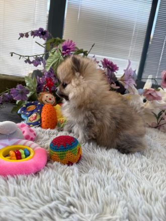 Fröhliche aufgeweckte Pomeranian Zwergspitz Welpen aus liebevoller familiärer Hobbyzucht