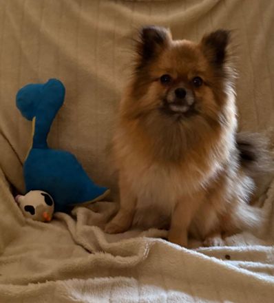 Fröhliche aufgeweckte Pomeranian Zwergspitz Welpen aus liebevoller familiärer Hobbyzucht