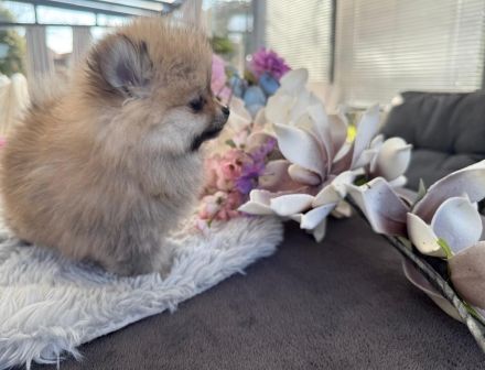 Fröhliche aufgeweckte Pomeranian Zwergspitz Welpen aus liebevoller familiärer Hobbyzucht