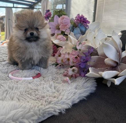 Fröhliche aufgeweckte Pomeranian Zwergspitz Welpen aus liebevoller familiärer Hobbyzucht