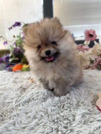 Fröhliche aufgeweckte Pomeranian Zwergspitz Welpen aus liebevoller familiärer Hobbyzucht