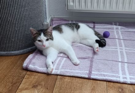 Es wird ein zuhause für immer gesucht !!.