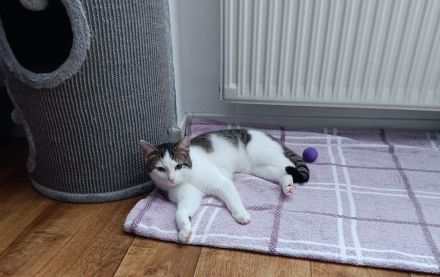 Es wird ein zuhause für immer gesucht !!.