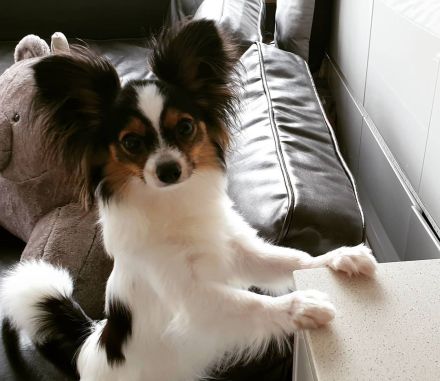 Weiblicher Papillon-Welpe