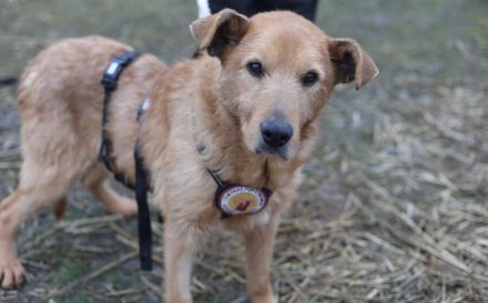 Zurückhaltender, liebenswerter Chayton sucht Körbchen