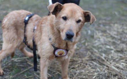 Zurückhaltender, liebenswerter Chayton sucht Körbchen