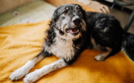 Zauberhafte Elma sucht liebevolle Menschen