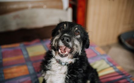 Zauberhafte Elma sucht liebevolle Menschen