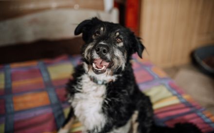 Zauberhafte Elma sucht liebevolle Menschen