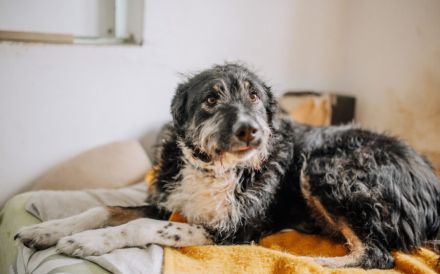 Zauberhafte Elma sucht liebevolle Menschen