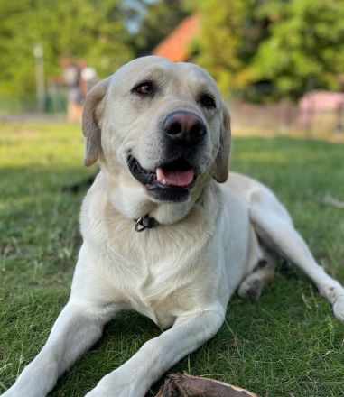Reinrassige schwarze Labradorwelpen von der Mecklenburger Seenplatte