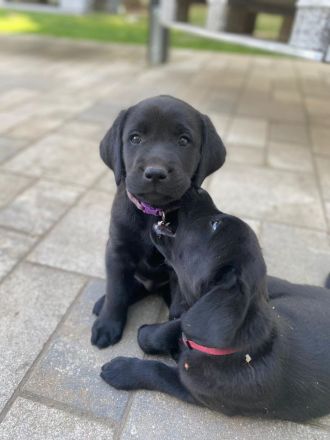Reinrassige schwarze Labradorwelpen von der Mecklenburger Seenplatte