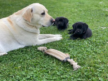 Reinrassige schwarze Labradorwelpen von der Mecklenburger Seenplatte
