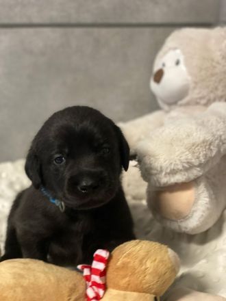 Reinrassige schwarze Labradorwelpen von der Mecklenburger Seenplatte