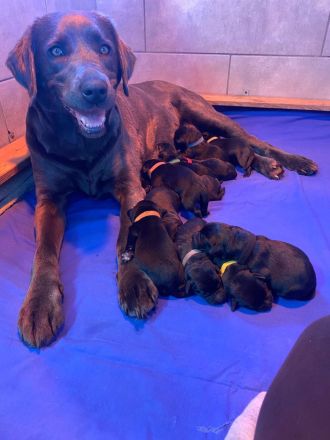Reinrassige schwarze Labradorwelpen von der Mecklenburger Seenplatte