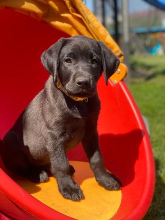 Reinrassige schwarze Labradorwelpen von der Mecklenburger Seenplatte