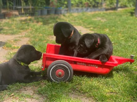 Reinrassige schwarze Labradorwelpen von der Mecklenburger Seenplatte