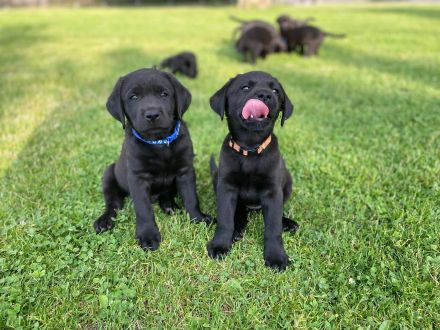 Reinrassige schwarze Labradorwelpen von der Mecklenburger Seenplatte