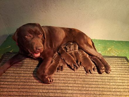 Labradorwelpen reinrassig schoko