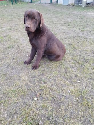 Labradorwelpen reinrassig schoko