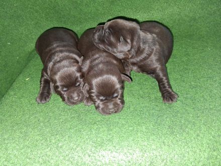 Labradorwelpen reinrassig schoko