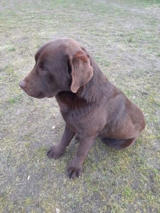 Labradorwelpen reinrassig schoko