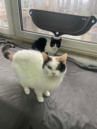 Biene, liebe 8-jährige Katze sucht ein ruhiges Zuhause, in dem sie ankommen darf