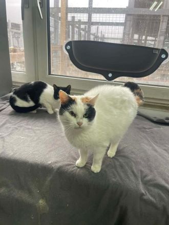 Biene, liebe 8-jährige Katze sucht ein ruhiges Zuhause, in dem sie ankommen darf