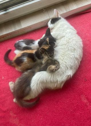 Biene, liebe 8-jährige Katze sucht ein ruhiges Zuhause, in dem sie ankommen darf