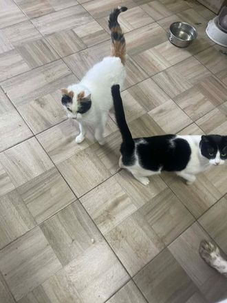 Biene, liebe 8-jährige Katze sucht ein ruhiges Zuhause, in dem sie ankommen darf