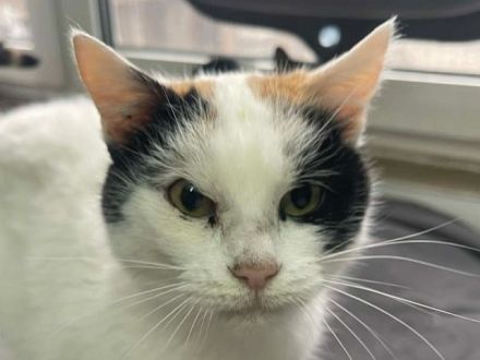 Biene, liebe 8-jährige Katze sucht ein ruhiges Zuhause, in dem sie ankommen darf