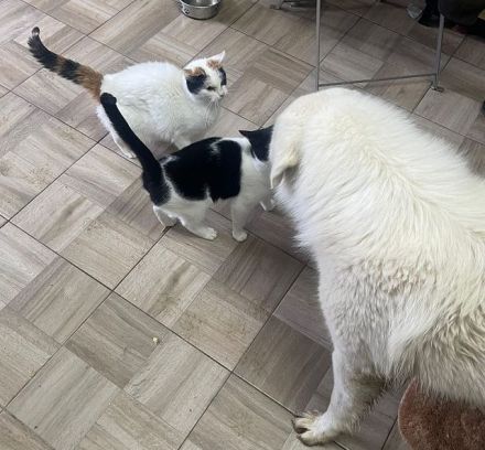 Dakota, soziale, hundeverträgliche 1-jährige Katze sucht liebevolles Zuhause