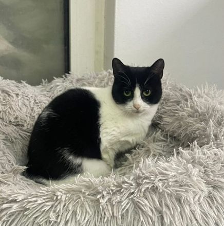 Dakota, soziale, hundeverträgliche 1-jährige Katze sucht liebevolles Zuhause