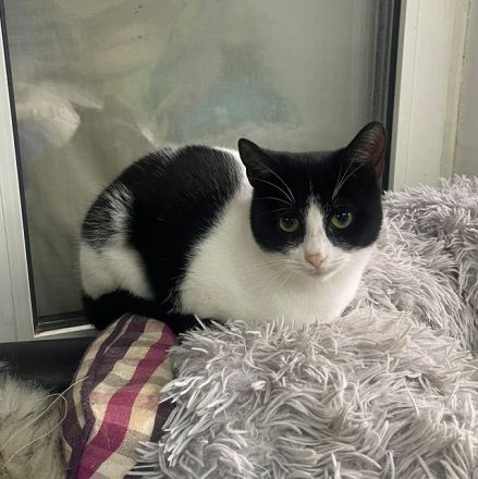 Dakota, soziale, hundeverträgliche 1-jährige Katze sucht liebevolles Zuhause